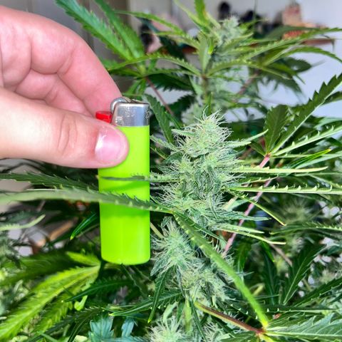 Apple growlog timeline photo