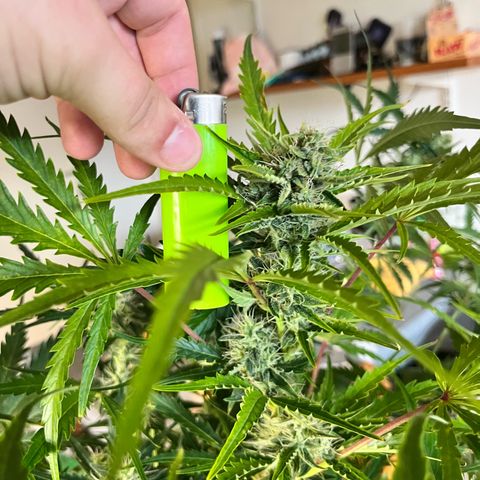 Apple growlog timeline photo