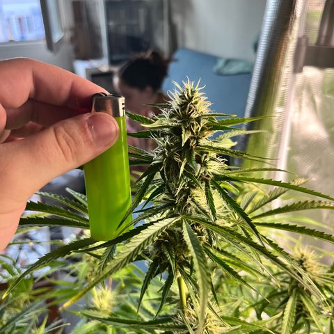 Mexican growlog timeline photo
