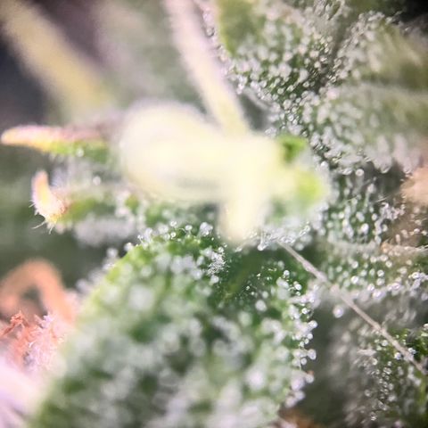 Mexican growlog timeline photo