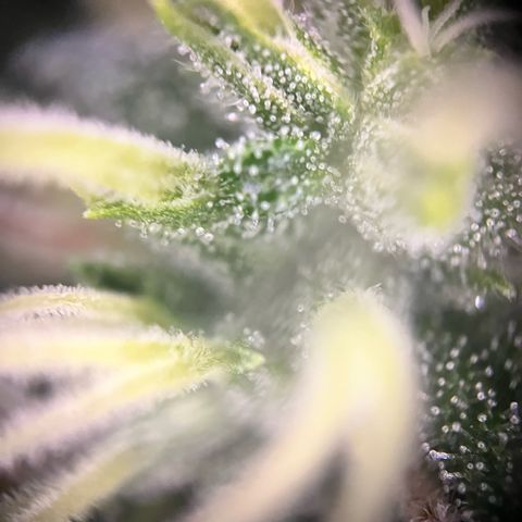 Mexican growlog timeline photo