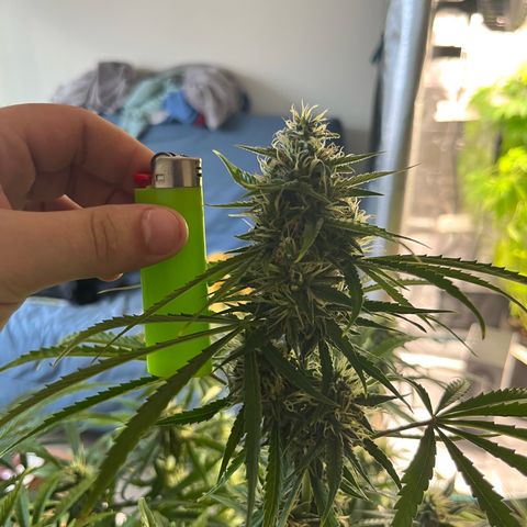 Mexican growlog timeline photo