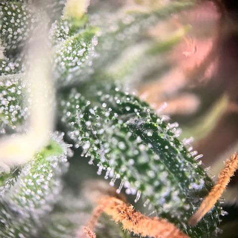 Mexican growlog timeline photo