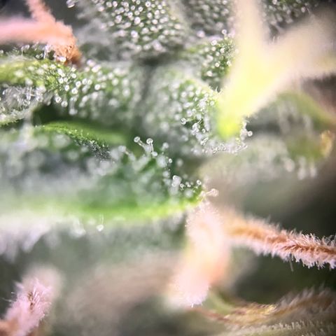 Mexican growlog timeline photo