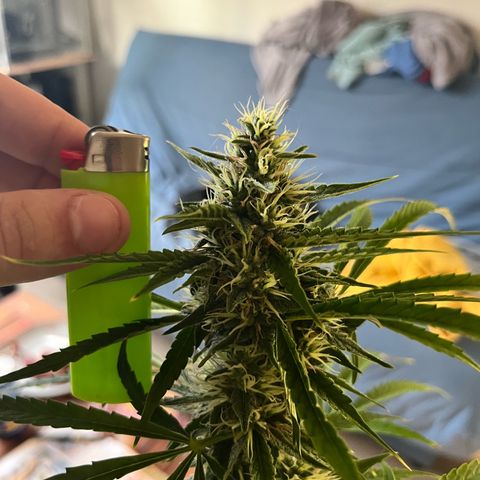 Mexican growlog timeline photo