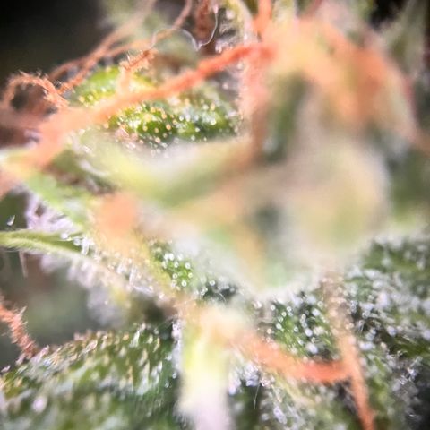Apple growlog timeline photo