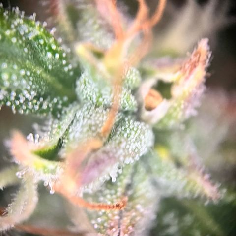 Apple growlog timeline photo