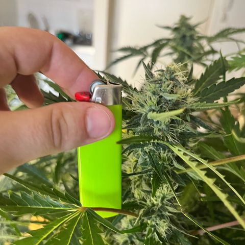 Apple growlog timeline photo