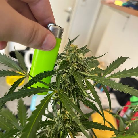 Apple growlog timeline photo