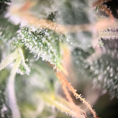 Apple growlog timeline photo