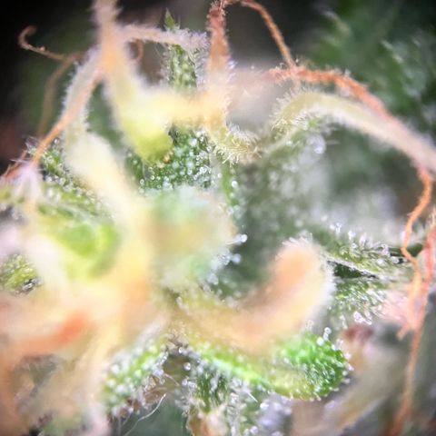 Apple growlog timeline photo