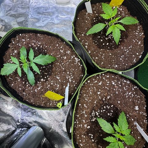 Christ OG / 999 / Hulk💪🏽 growlog timeline photo