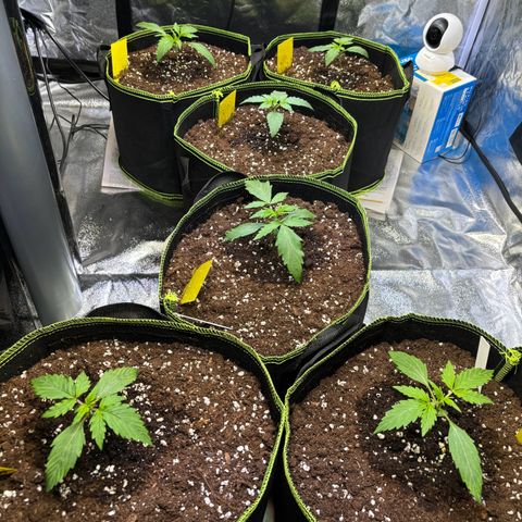 Christ OG / 999 / Hulk💪🏽 growlog timeline photo