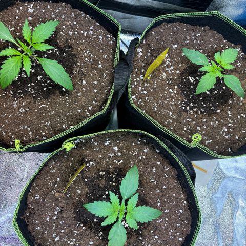 Christ OG / 999 / Hulk💪🏽 growlog timeline photo