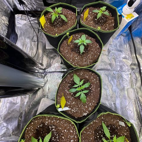 Christ OG / 999 / Hulk💪🏽 growlog timeline photo