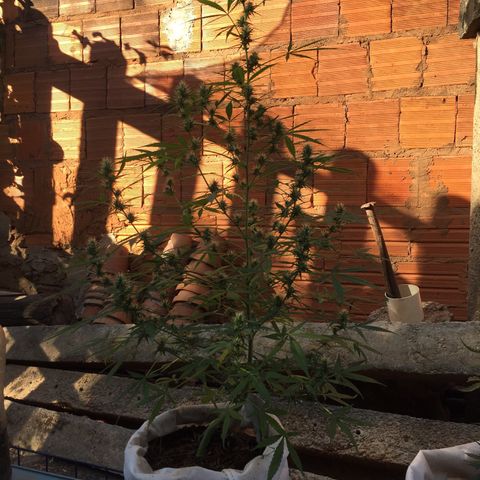 CONIM 01 growlog timeline photo