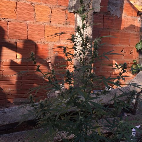 CONIM 01 growlog timeline photo