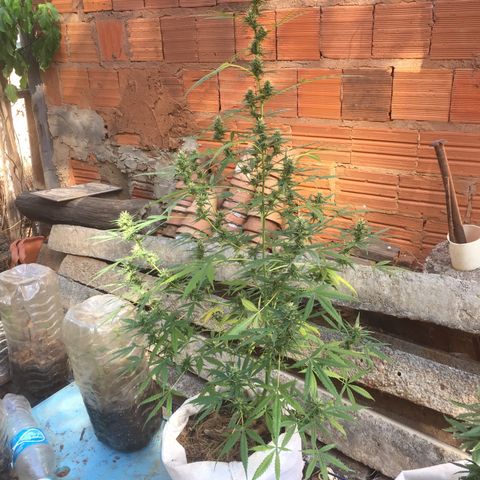 CONIM 01 growlog timeline photo