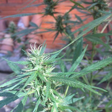CONIM 01 growlog timeline photo