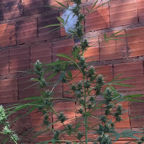 CONIM 01 growlog timeline photo
