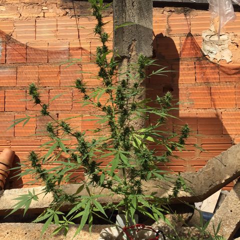 CONIM 01 growlog timeline photo
