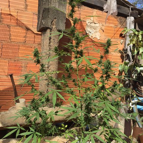 CONIM 01 growlog timeline photo