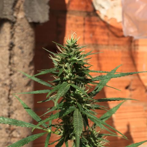 CONIM 01 growlog timeline photo