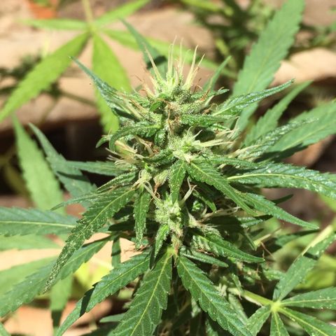 CONIM 01 growlog timeline photo