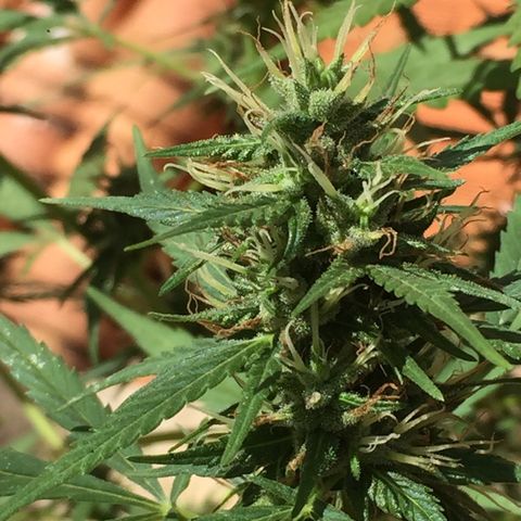 CONIM 01 growlog timeline photo