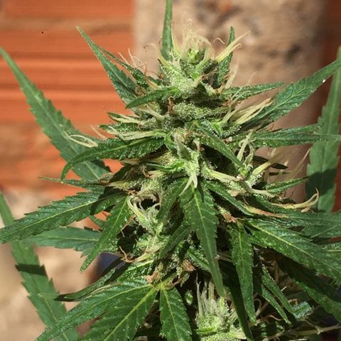CONIM 01 growlog timeline photo