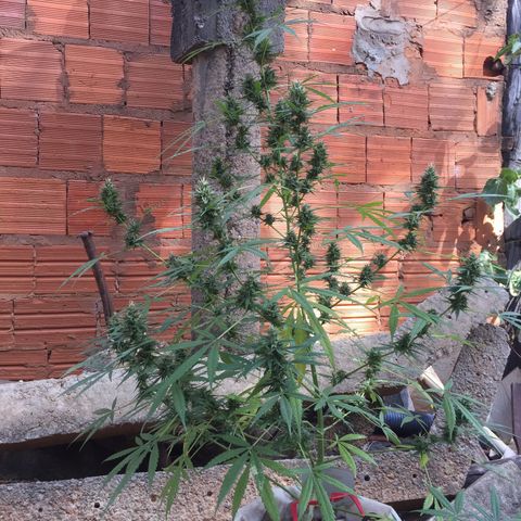 CONIM 01 growlog timeline photo