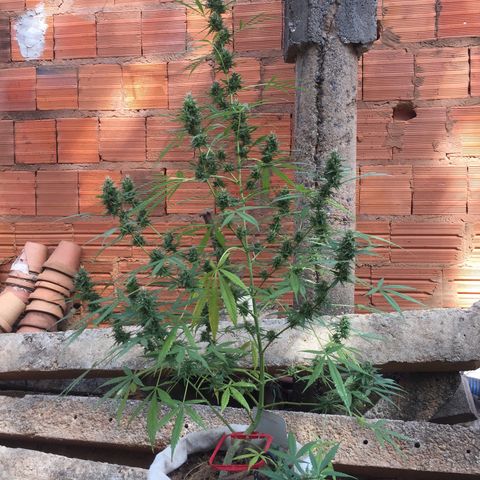 CONIM 01 growlog timeline photo
