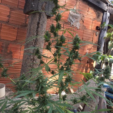 CONIM 01 growlog timeline photo