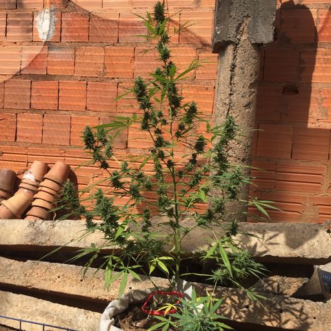 CONIM 01 growlog timeline photo