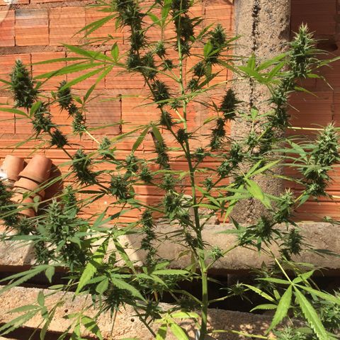 CONIM 01 growlog timeline photo
