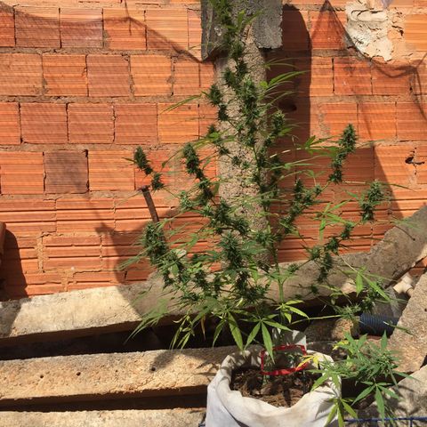 CONIM 01 growlog timeline photo