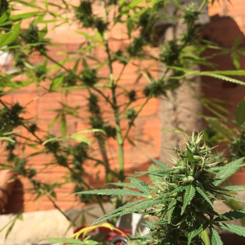 CONIM 01 growlog timeline photo