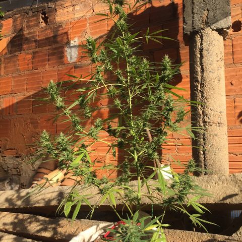 CONIM 01 growlog timeline photo