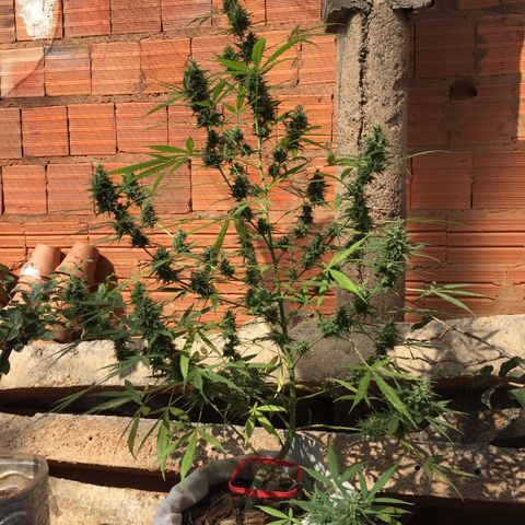 CONIM 01 growlog timeline photo