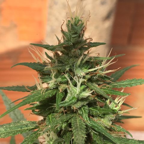 CONIM 01 growlog timeline photo