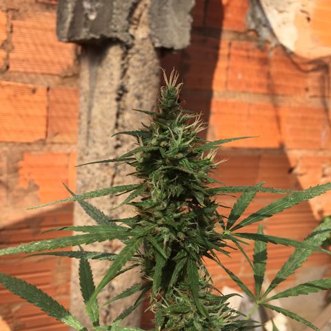 CONIM 01 growlog timeline photo