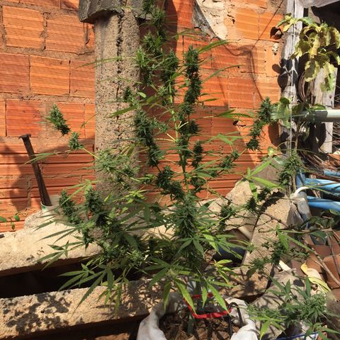 CONIM 01 growlog timeline photo