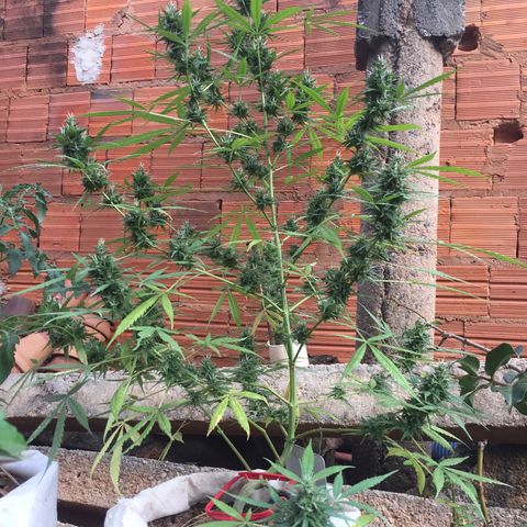 CONIM 01 growlog photo: Caiu uma chuva que nos pegou de surpresa 