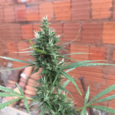 CONIM 01 growlog timeline photo