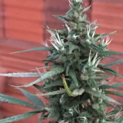 CONIM 01 growlog timeline photo