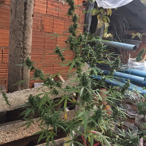 CONIM 01 growlog timeline photo