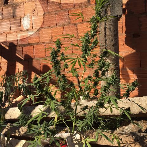 CONIM 01 growlog photo: Realizada adubação orgânica com 1012 ppm 6,7 ph