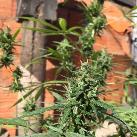 CONIM 01 growlog photo: Realizada adubação orgânica com 1012 ppm 6,7 ph