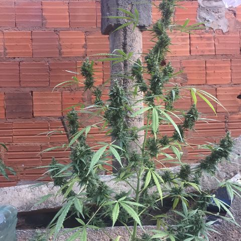 CONIM 01 growlog timeline photo