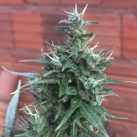CONIM 01 growlog timeline photo